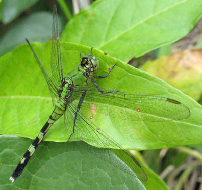 Dragonfly