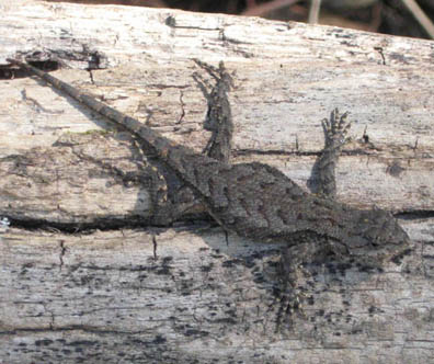 Fence Lizard