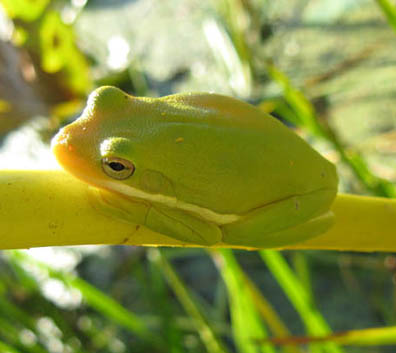 Treefrog