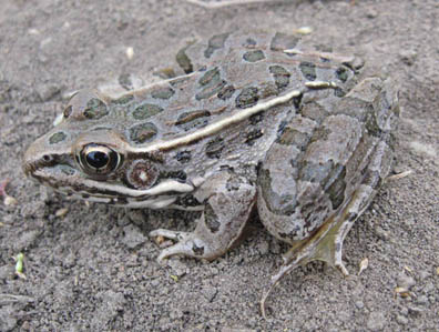 Plains Leopard Frog