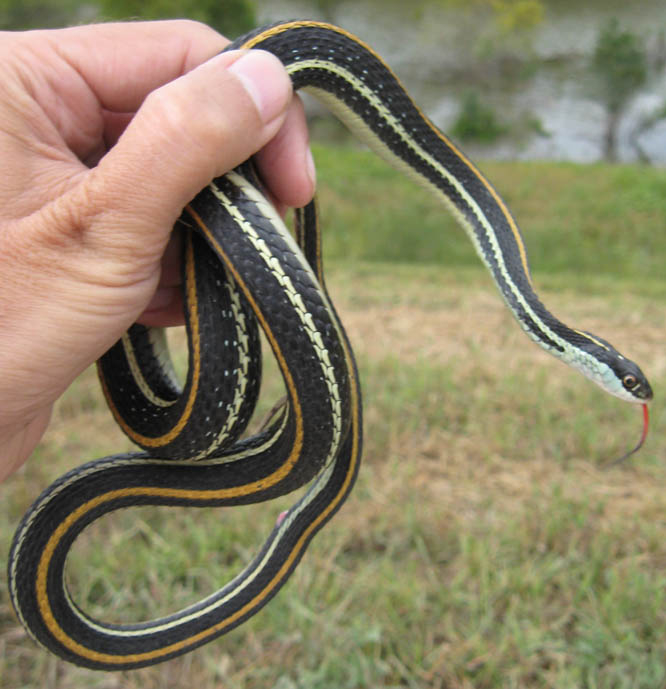 Ribbon Snake