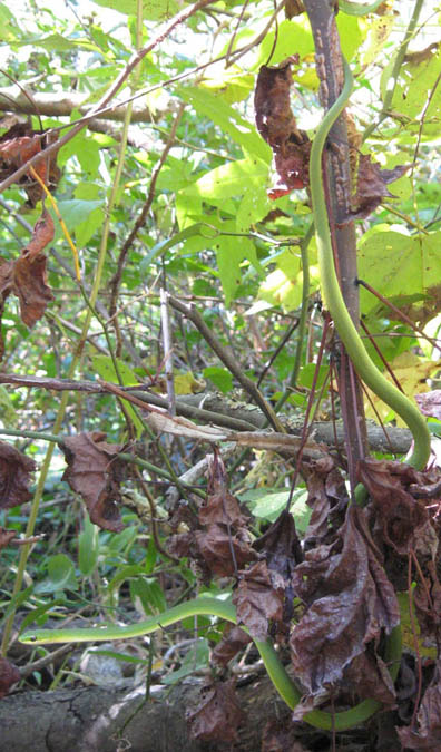 Rough Green Snake