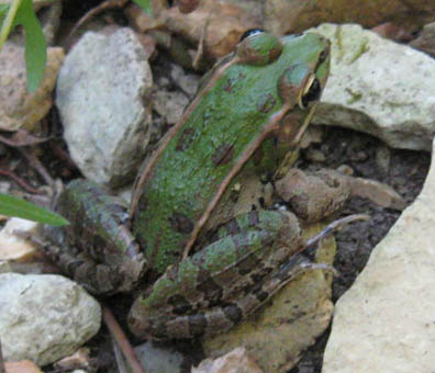 Leopard Frog