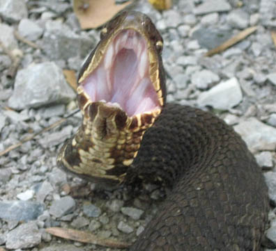 Cottonmouth