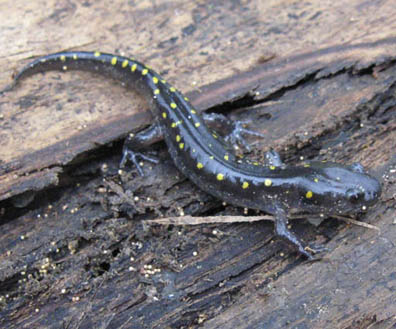 Spotted Salamander