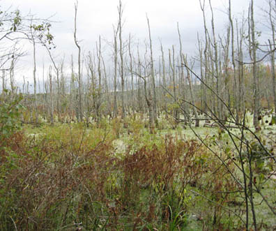 Floodplains