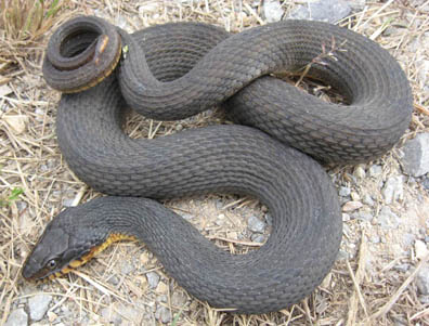 Yellowbelly Water Snake