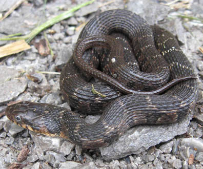 Yellowbelly Water Snake