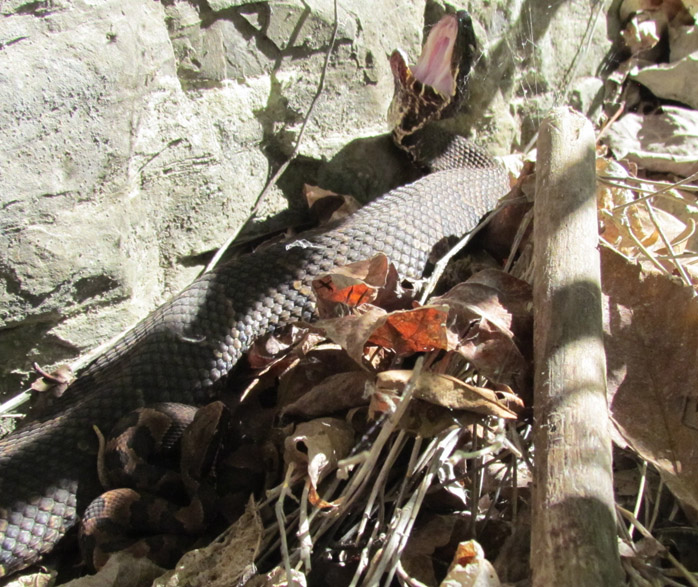 Cottonmouths