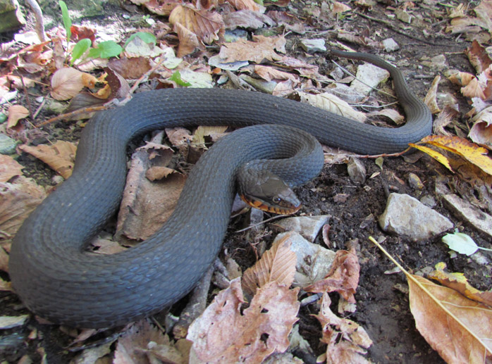 Yellowbelly Water Snake