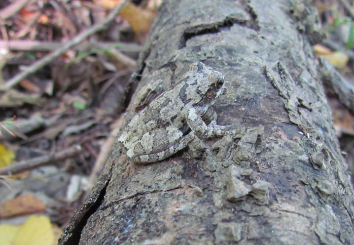 Bird-voiced Treefrog