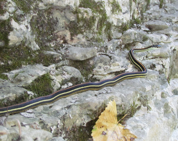 Ribbon Snake