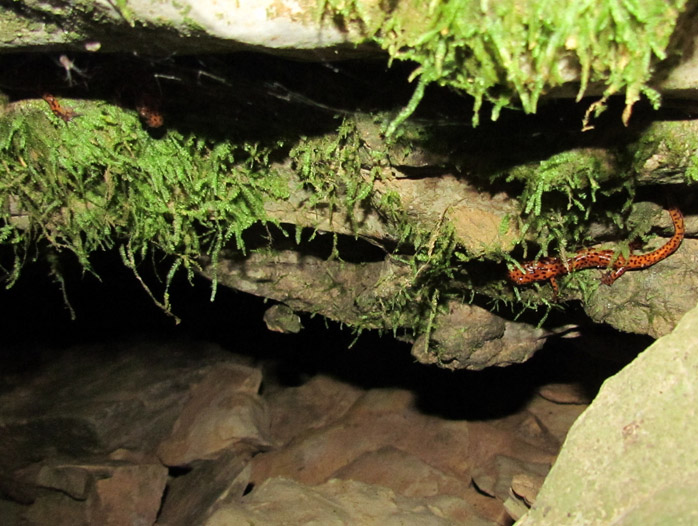 Cave Salamanders