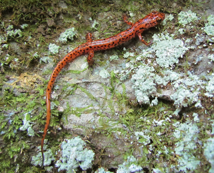 Cave Salamanders