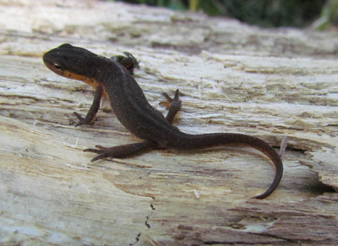 Central Newt