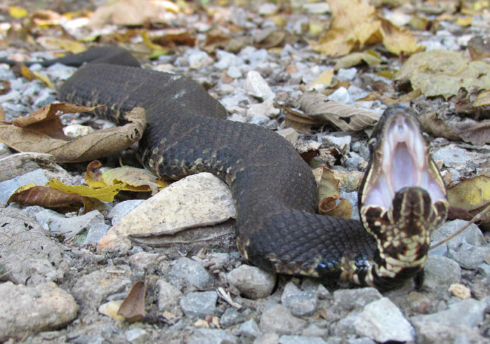 Cottonmouth