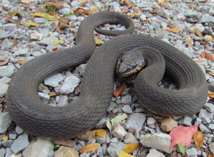 Yellowbelly Water Snake