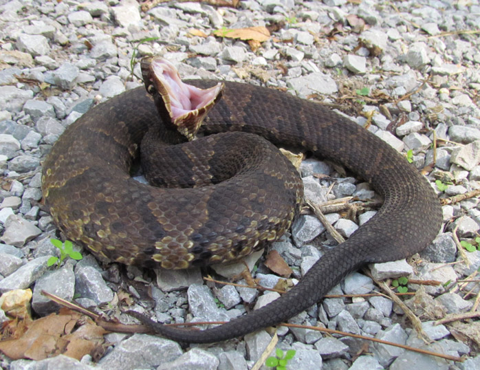 Cottonmouth