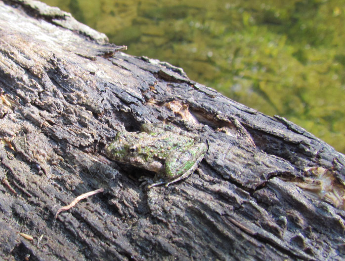 Cricket Frog