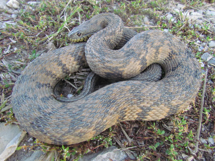 Diamondback Water Snake