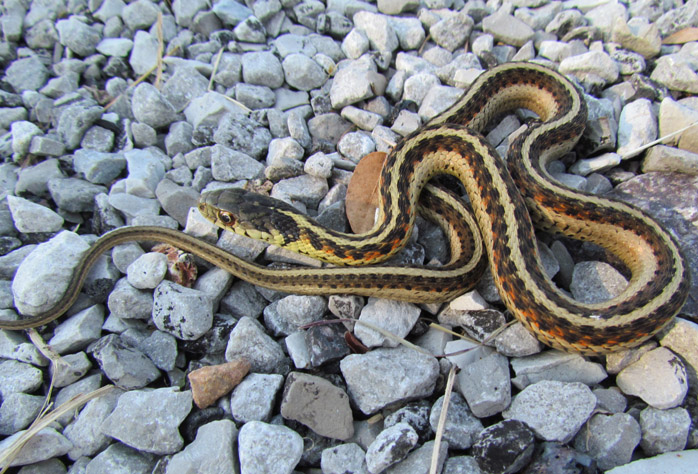 Eastern Garter Snake