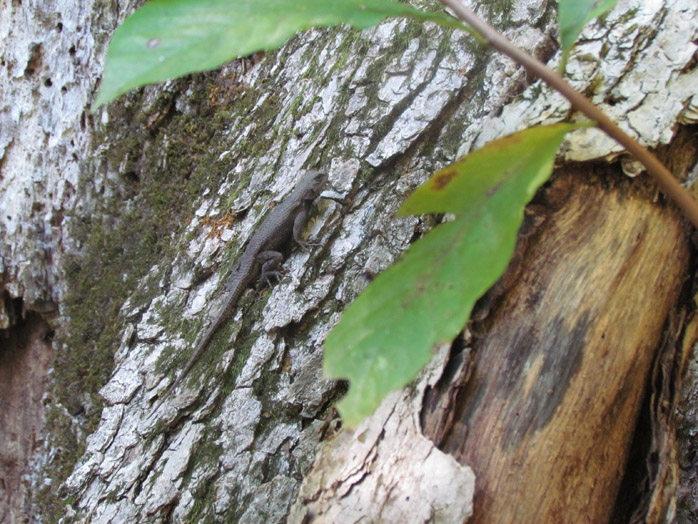 Fence Lizard