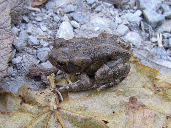 Fowler's Toad