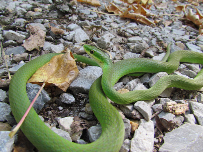 Rough Green Snake