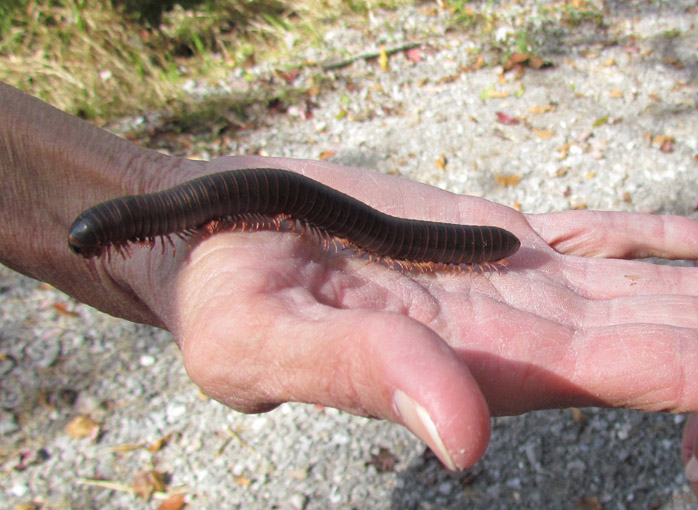 Big millipede