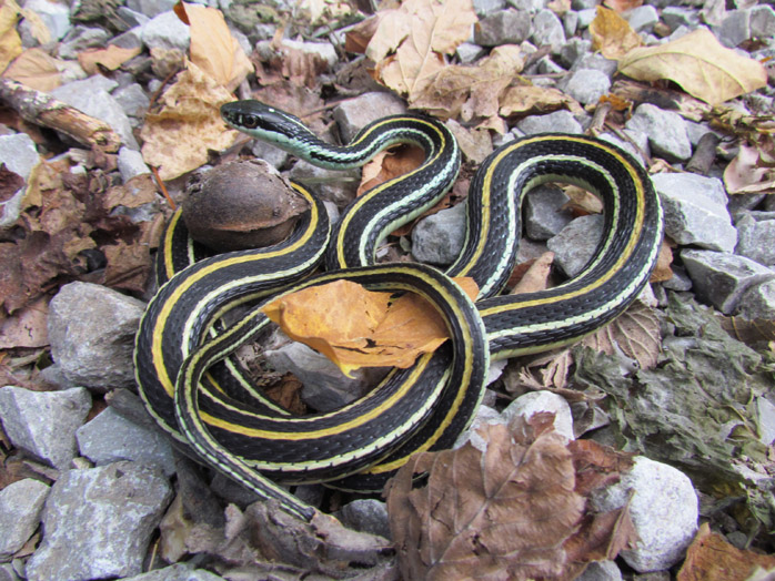 Ribbon Snake