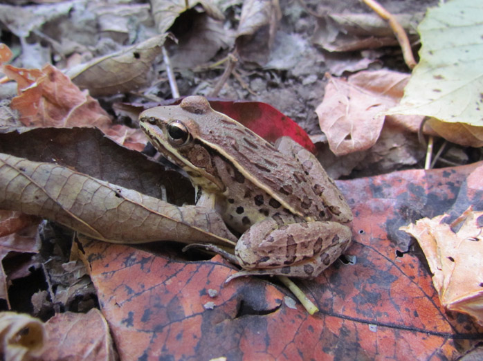 Plains Leopard Frog