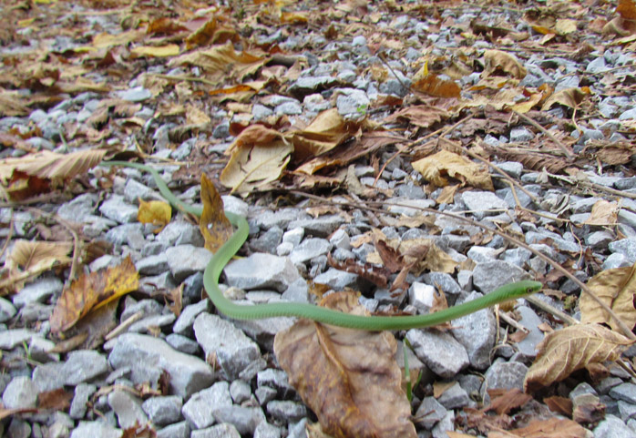 Rough Green Snake