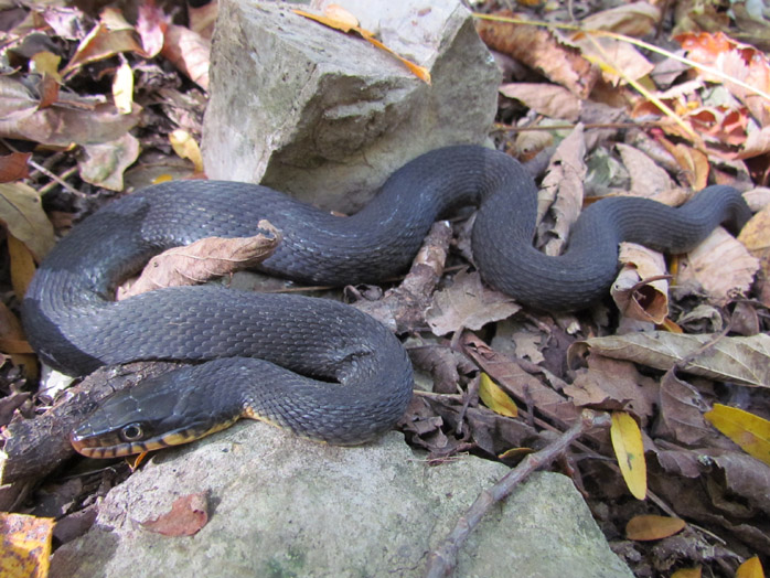 Yellowbelly Water Snake