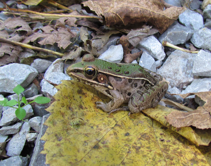 Southern Leopard Frog