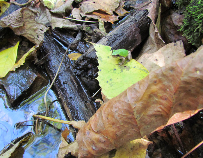 Treefrog