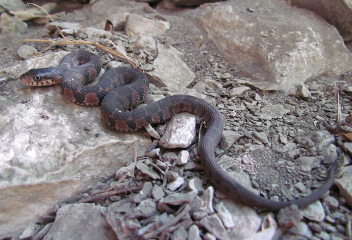 Yellowbelly Water Snake