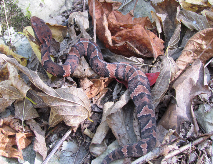 Western Cottonmouth