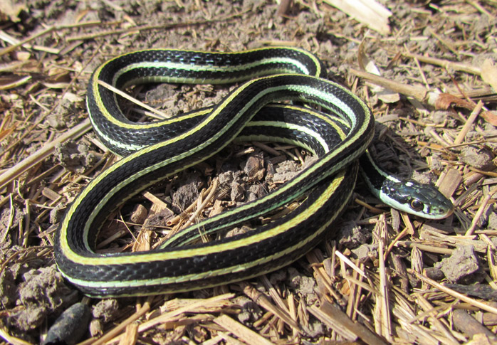 Ribbon Snake