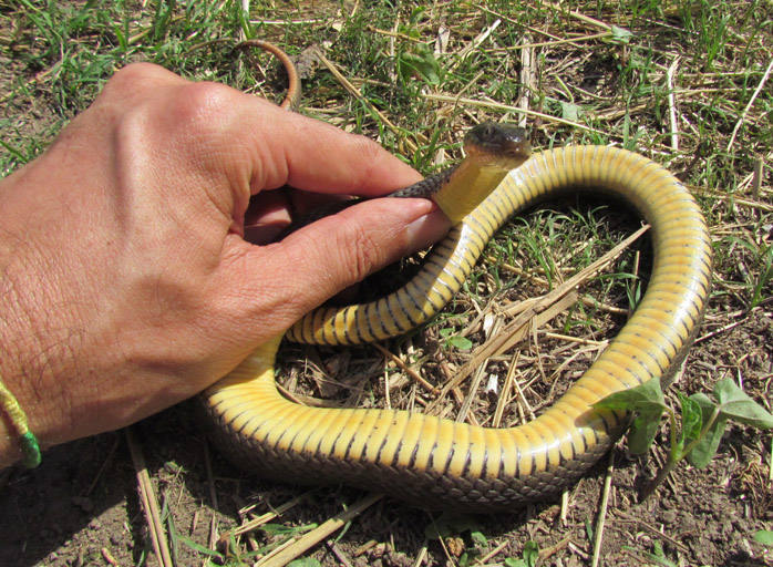 Yellowbelly Water Snake