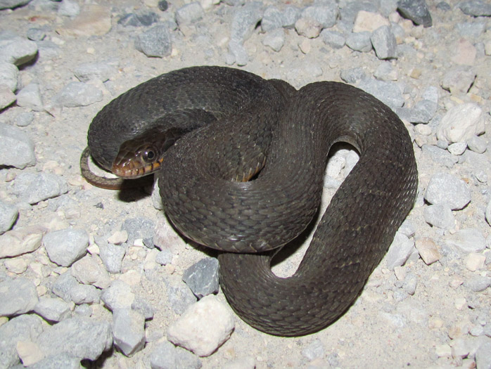 Yellowbelly Water Snake