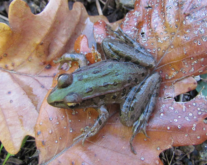 Southern Leopard Frog