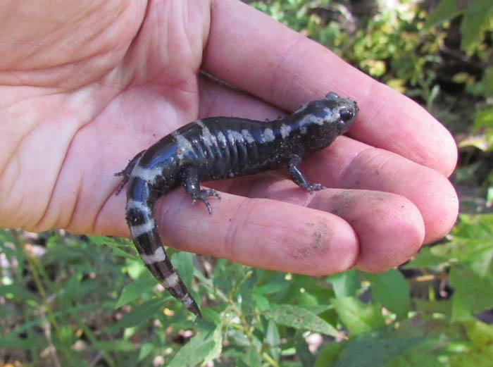 Marbled Salamander