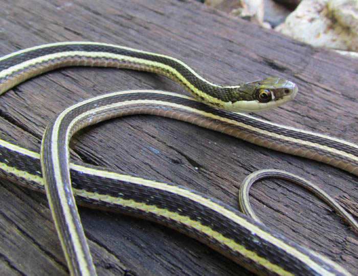 Eastern Ribbon Snake