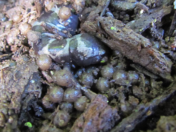 Marbled Salamander