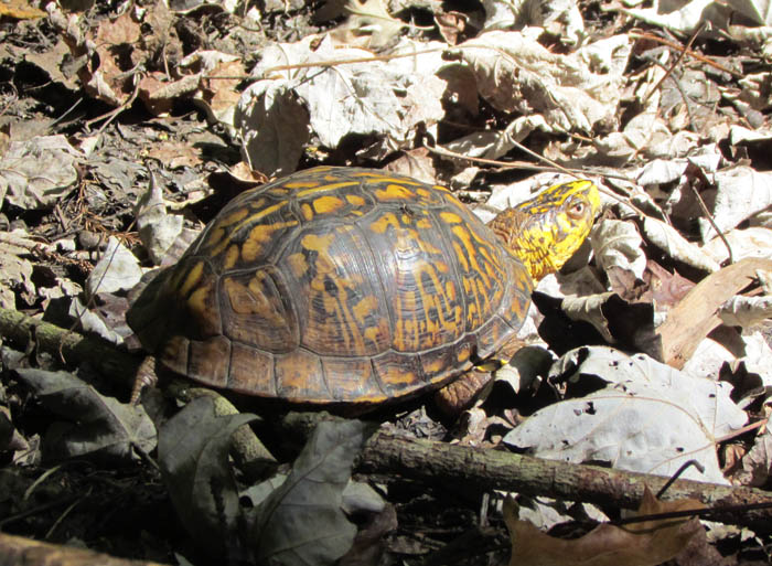 Eastern Box Turtle