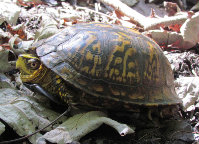 Eastern Box Turtle shell