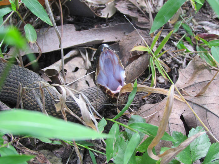 Western Cottonmouth