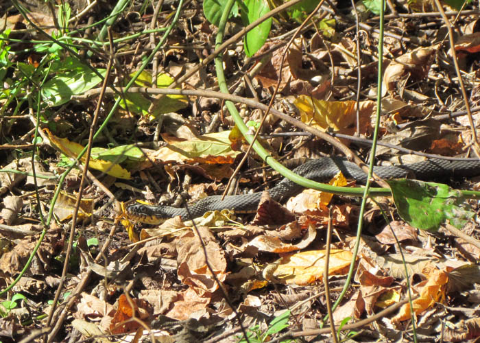 Plainbelly Water Snake