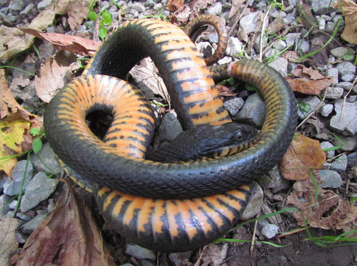 Plainbelly Water Snake