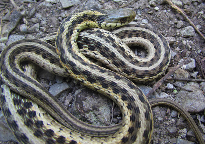 Eastern Garter Snake